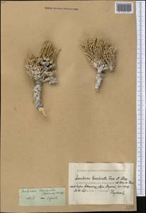 Anabasis truncata (Schrenk) Bunge, Middle Asia, Caspian Ustyurt & Northern Aralia (M8) (Kazakhstan)