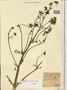 Xanthoselinum alsaticum (L.) Schur, Eastern Europe, North Ukrainian region (E11) (Ukraine)