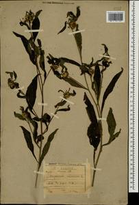Carpesium cernuum L., Caucasus, Abkhazia (K4a) (Abkhazia)