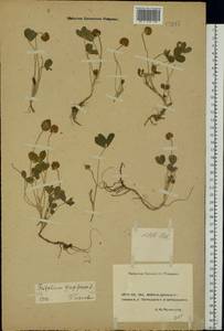 Trifolium fragiferum L., Eastern Europe, Rostov Oblast (E12a) (Russia)