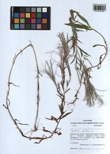 Epilobium palustre L., Siberia, Altai & Sayany Mountains (S2) (Russia)