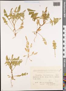 Spinacia oleracea subsp. turkestanica (Iljin) Del Guacchio & P. Caputo, Middle Asia, Syr-Darian deserts & Kyzylkum (M7) (Kazakhstan)
