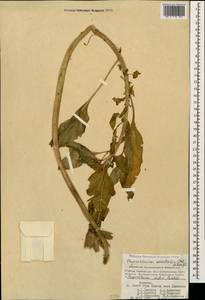 Physochlaina orientalis (M. Bieb.) G. Don, Caucasus, Armenia (K5) (Armenia)