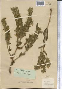 Onosma setosa subsp. transrhymnense (Klokov ex Popov) Kamelin, Middle Asia, Northern & Central Kazakhstan (M10) (Kazakhstan)