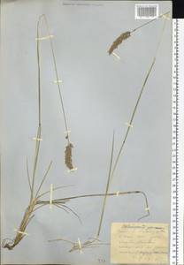 Calamagrostis purpurascens R.Br., Siberia, Yakutia (S5) (Russia)