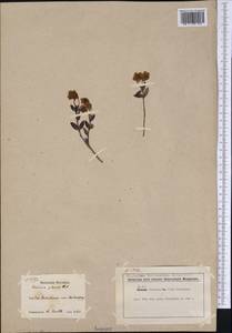 Kalmia polifolia Wangenh., America (AMER) (Canada)