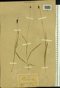 Carex media R.Br., Siberia, Baikal & Transbaikal region (S4) (Russia)