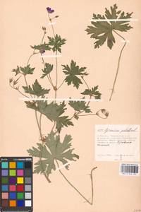 Geranium palustre L., Eastern Europe, Moscow region (E4a) (Russia)