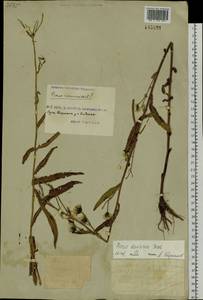 Picris davurica Fisch. ex Hornem., Siberia, Russian Far East (S6) (Russia)