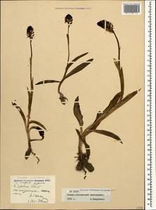 Neotinea ustulata (L.) R.M.Bateman, Pridgeon & M.W.Chase, Caucasus, North Ossetia, Ingushetia & Chechnya (K1c) (Russia)