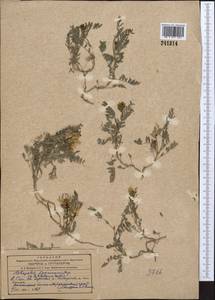Astragalus tibetanus Benth. ex Bunge, Middle Asia, Western Tian Shan & Karatau (M3)