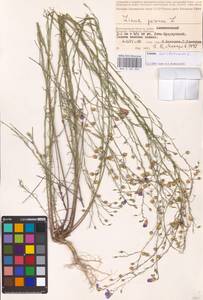 Linum austriacum L., Eastern Europe, Lower Volga region (E9) (Russia)