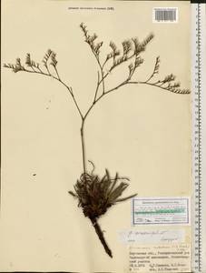 Goniolimon graminifolium (Aiton) Boiss., Eastern Europe, South Ukrainian region (E12) (Ukraine)