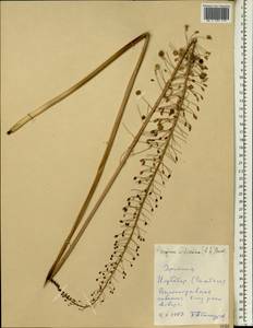 Drimia altissima (L.f.) Ker Gawl., Africa (AFR) (Ethiopia)