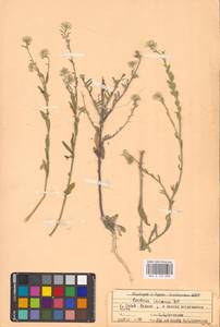 Berteroa incana (L.) DC., Eastern Europe, Eastern region (E10) (Russia)