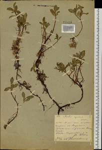 Salix rectijulis Ledeb. ex Trautv., Siberia, Western (Kazakhstan) Altai Mountains (S2a) (Kazakhstan)