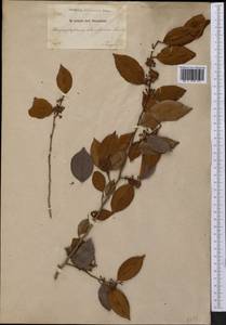 Chrysophyllum oliviforme L., America (AMER) (Haiti)