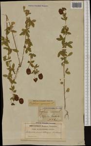 Trifolium aureum Pollich, Western Europe (EUR) (Sweden)