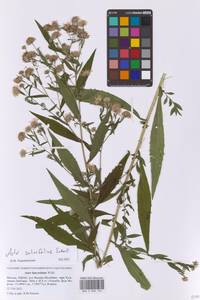Symphyotrichum ×salignum (Willd.) G. L. Nesom, Eastern Europe, Moscow region (E4a) (Russia)