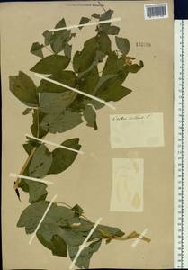 Lathyrus gmelinii (Fisch. ex Ser.) Fritsch, Siberia, Altai & Sayany Mountains (S2) (Russia)