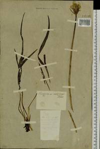 Scorzonera radiata Fisch. ex Colla, Siberia, Altai & Sayany Mountains (S2) (Russia)