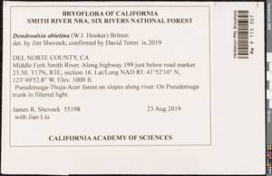 Dendroalsia abietina (Hook.) E. Britton ex Broth., Bryophytes, Bryophytes - America (BAm) (United States)