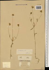 Lomelosia persica (Boiss.) Greuter & Burdet, Caucasus, Azerbaijan (K6) (Azerbaijan)