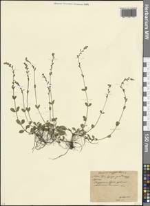 Veronica serpyllifolia L., Eastern Europe, Moscow region (E4a) (Russia)