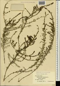 Nitrosalsola laricina (Pall.) Theodorova, Crimea (KRYM) (Russia)