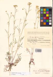 Rorippa brachycarpa (C.A.Mey.) Hayek, Eastern Europe, Lower Volga region (E9) (Russia)