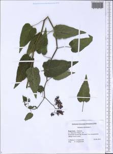 Solanum dulcamara L., Middle Asia, Muyunkumy, Balkhash & Betpak-Dala (M9) (Kyrgyzstan)
