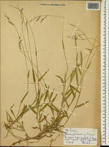 Panicum, Africa (AFR) (Ethiopia)