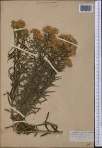 Symphyotrichum ericoides (L.) G. L. Nesom, America (AMER) (Not classified)