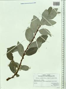 Elaeagnus commutata Bernh. ex Rydb., Eastern Europe, Moscow region (E4a) (Russia)