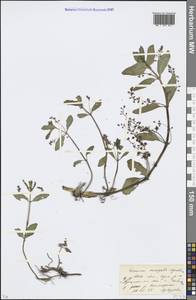 Veronica anagallis-aquatica L., Eastern Europe, Moscow region (E4a) (Russia)