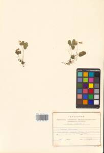 Oxalis acetosella L., Siberia, Russian Far East (S6) (Russia)