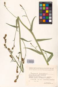 Campanula persicifolia L., Eastern Europe, Lower Volga region (E9) (Russia)