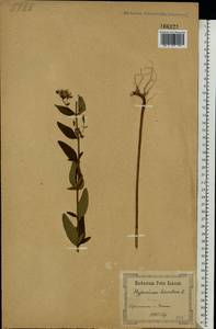 Hypericum hirsutum L., Eastern Europe, South Ukrainian region (E12) (Ukraine)
