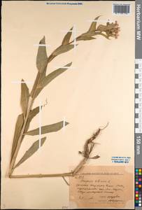 Hesperis sibirica L., Middle Asia, Western Tian Shan & Karatau (M3) (Kyrgyzstan)
