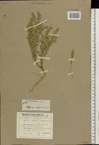 Alyssum alyssoides (L.) L., Eastern Europe, North Ukrainian region (E11) (Ukraine)