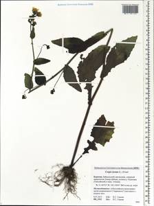 Crepis lyrata (L.) Froel., Siberia, Baikal & Transbaikal region (S4) (Russia)