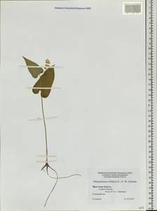 Maianthemum bifolium (L.) F.W.Schmidt, Siberia, Baikal & Transbaikal region (S4) (Russia)
