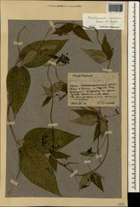 Vincetoxicum scandens Sommier & Levier, Crimea (KRYM) (Russia)