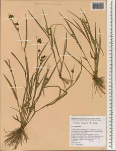 Fuirena ciliaris (L.) Roxb., South Asia, South Asia (Asia outside ex-Soviet states and Mongolia) (ASIA) (Thailand)