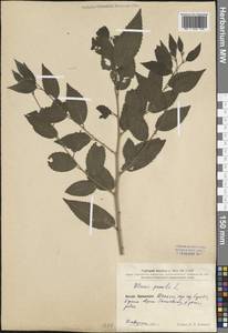Ulmus pumila L., South Asia, South Asia (Asia outside ex-Soviet states and Mongolia) (ASIA) (China)