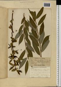 Salix alba × pentandra, Eastern Europe, Moscow region (E4a) (Russia)