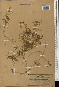 Coronilla scorpioides (L.)Koch, Caucasus, Azerbaijan (K6) (Azerbaijan)