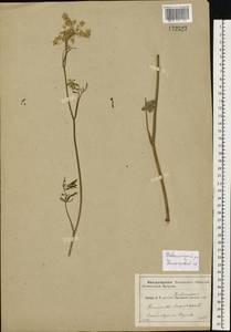 Pimpinella saxifraga L., Eastern Europe, Central region (E4) (Russia)