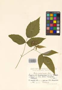 Rubus idaeus subsp. melanolasius Focke, Siberia, Russian Far East (S6) (Russia)