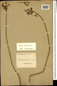 Schoenoplectus lacustris (L.) Palla, Caucasus, Azerbaijan (K6) (Azerbaijan)